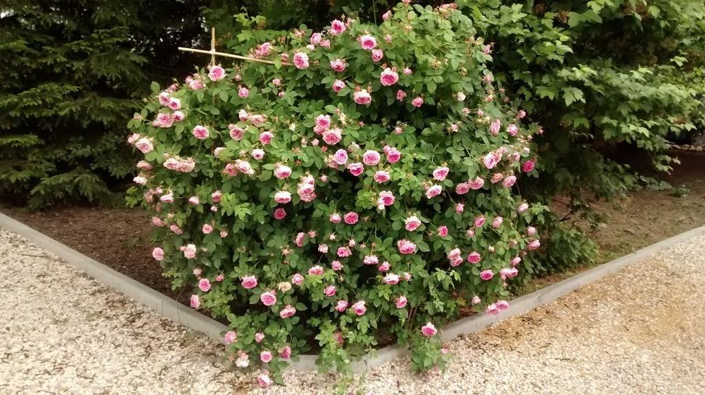 Agroturystyka Pod Swierkami Nadrybie ภายนอก รูปภาพ