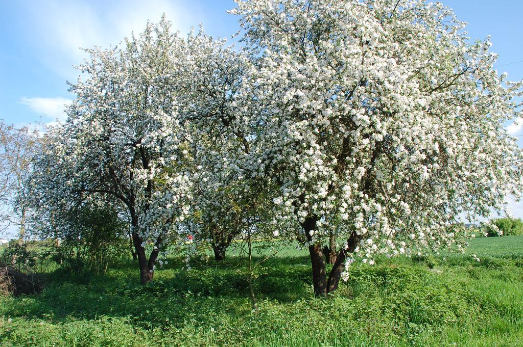 Agroturystyka Pod Swierkami Nadrybie ภายนอก รูปภาพ